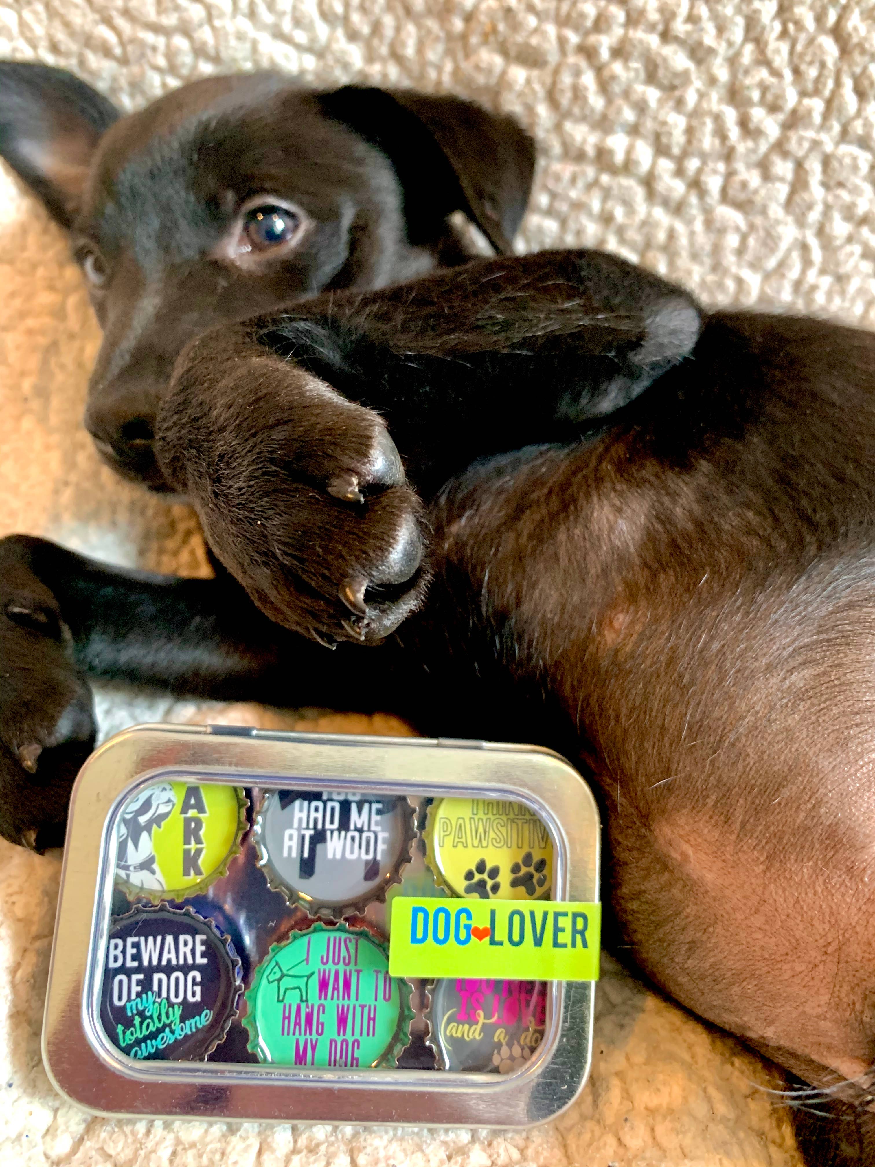 Dog Lover Magnets - Fun, Handmade & Eco-friendly - The Elevated Hippie