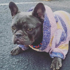 Handwoven Mexican Dog Poncho – Colorful Boho Style, Artisan Made, Machine Washable - The Elevated Hippie