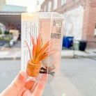 Orange Spikey Plant Vent Clip Car Air Freshener (Reusable) - The Elevated Hippie